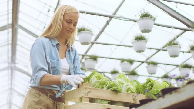 Hard Working Female Farmer Packs Box with Eco Vegetables. She Happily Works in Sunny Industrial Greenhouse. Various Plants Growing Around Her. Shot on RED EPIC-W 8K Helium Cinema Camera.