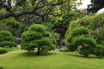 日本庭園の松