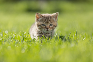 Young kitten in green grass