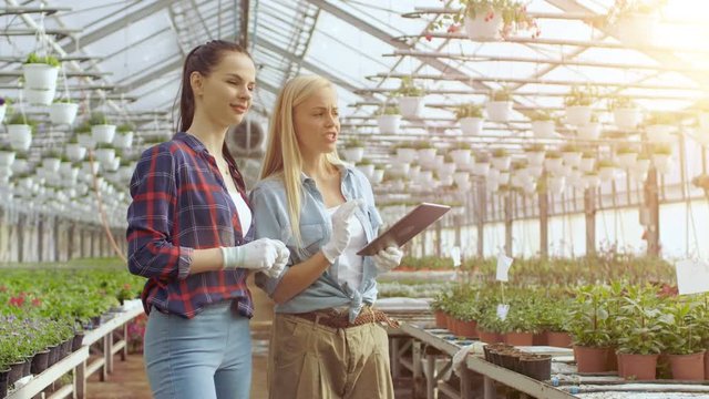 Agricultural Engineer Holds Tablet Computer Walks Through Industrial Greenhouse with Professional Farmer. They Examine State of Plants and Analyze Growing Potential. 