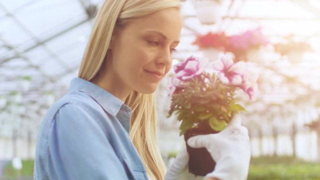 Beautiful Female Gardner Picks up Flowerpot and Smells Flowers. She Happily Works with Plants in the Sunny Industrial Greenhouse. Shot on RED EPIC-W 8K Helium Cinema Camera.