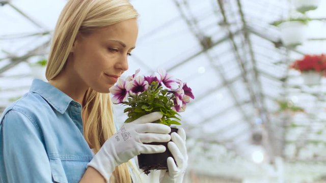 Beautiful Female Gardner Smells Flowers in a Pot. She Happily Works with Flowers in a Sunny Industrial Greenhouse. Shot on RED EPIC-W 8K Helium Cinema Camera.