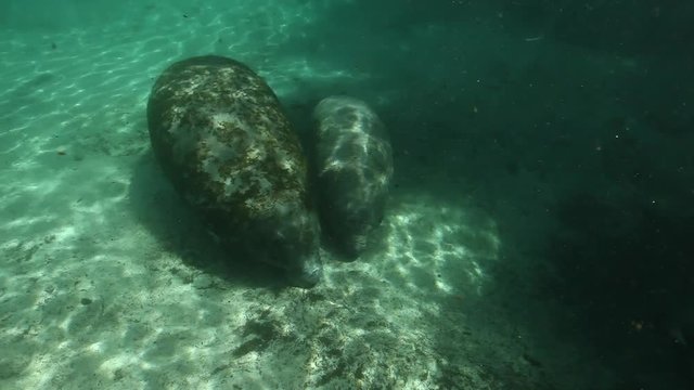 Baby manatee sleeps by mother in Crystal River, Florida
