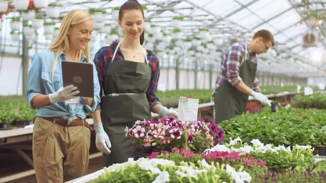 Agricultural Engineer Uses Tablet Computer in a Discussion with Her Gardener Colleague while Working with Flowerpots in a Sunny Industrial Greenhouse. Other Farmers Work in a Background. 