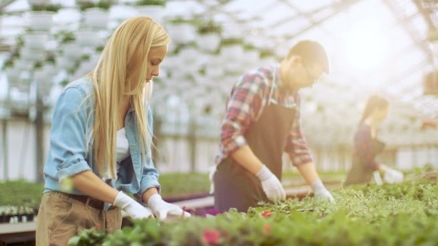 Female Gardener Arranges Flowerpots in Neat Rows in a Sunny Industrial Greenhouse. Shot on RED EPIC-W 8K Helium Cinema Camera.