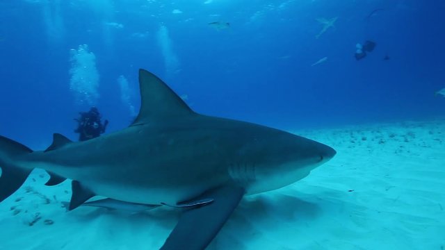 Scuba divers film bull shark underwater, POV