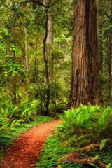 Fototapeta na wymiar A trail through the Redwood forest in Jedediah Smith Redwood Sta