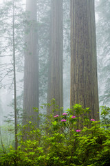 Redwoods and rhododendrons along the Damnation Creek Trail in De