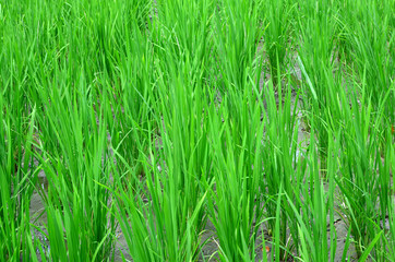Fototapeta na wymiar Rows of young rice plant in the field