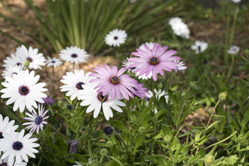 Purple Daisies