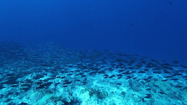 School of fish swim over ocean floor, POV