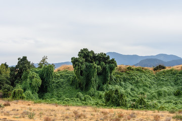 Trees covered in vines surrounded by dry land