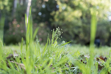 Wild flowers in the grass