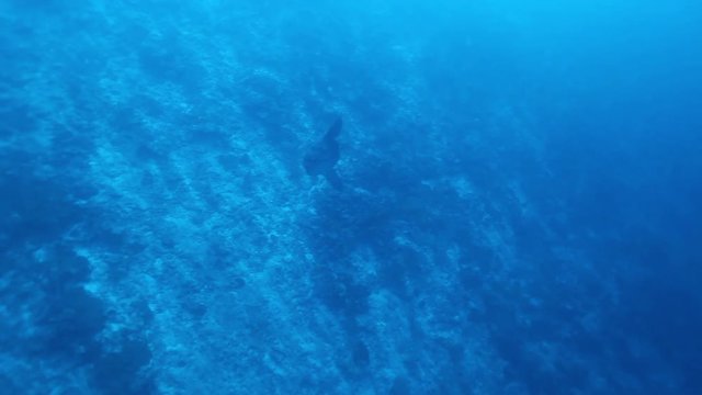 Small mola mola fish in South Maldives