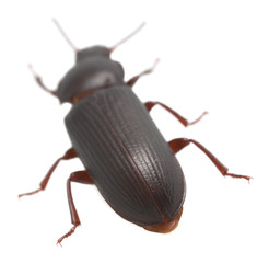 Flour beetle, Tenebrio molitor isolated on white background