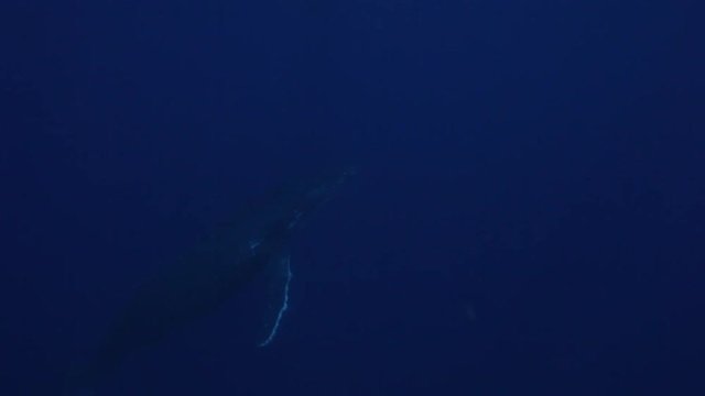 Tonga humpback whale surfaces, underwater POV