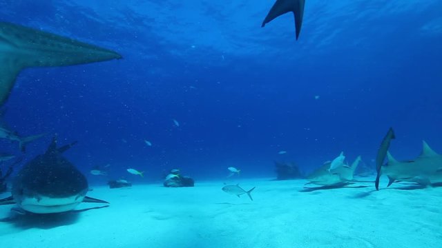 School of sharks in Atlantic Ocean, POV