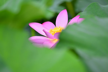 Fototapeta premium lotus