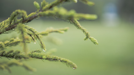Green Plant Branches On Blurred Background