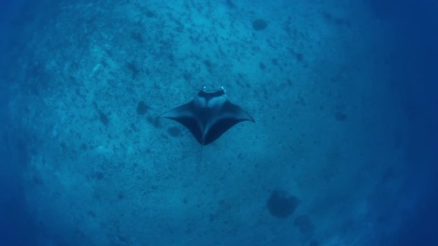 High angle, Manta ray over sea bed