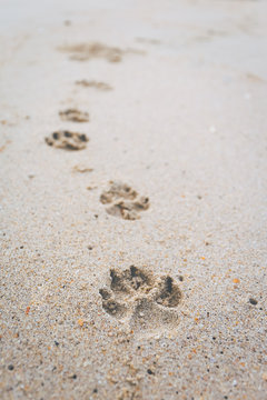The footprint of the dog walking on the beach.