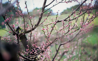 Vineyard