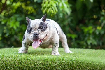 Pit Bull dog cute, curious gesture on the grass