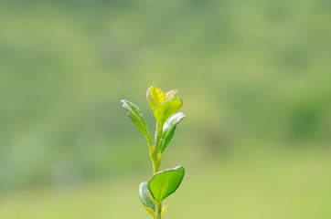 Tree seedlings with a yellowish-green background.