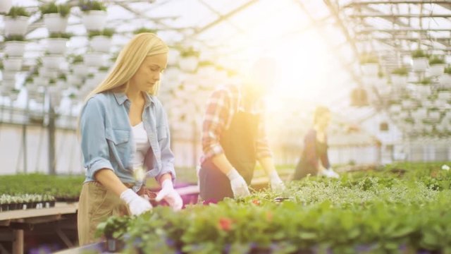 Team of Happy Gardeners Busily Working, Arranging, Sorting Colorful Flowers, Vegetation and Plants in a Sunny Industrial Greenhouse. Shot on RED EPIC-W 8K Helium Cinema Camera.