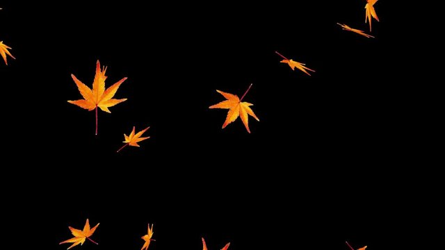 楓の紅葉、舞い散る楓、アニメーション、日本の風景、アルファチャンネル、背景透明