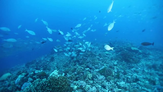 School of fish circle over reef, POV