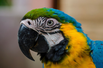 Close up shot of mix color macore bird.