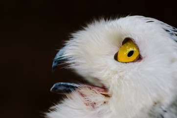 The owl has yellow eyes and a white body with brown spots and open mouth for food.