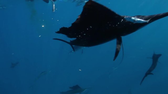 Sailfish hunts smaller fish, POV