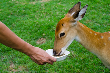 Reindeer is eating food