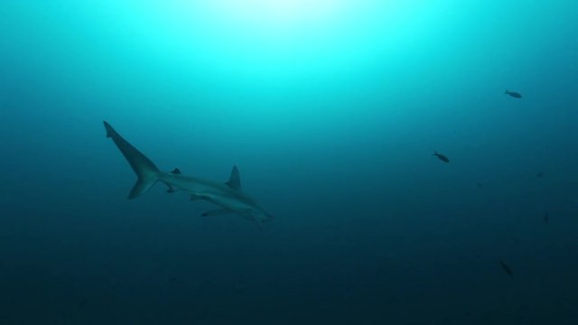 POV, shark swims in open ocean