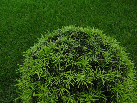 round green bush topiary against green grass