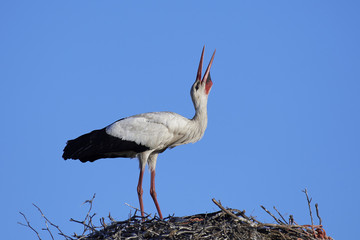 White stork (Ciconia ciconia)