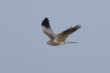 Montagus harrier (Circus pygargus)