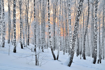  Winter Sunset in birch forest