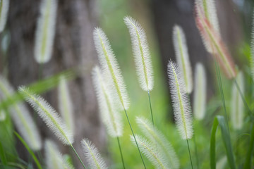 A colorful grass flower and light,Beautiful summer landscape.