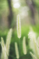 A colorful grass flower and light,Beautiful summer landscape.