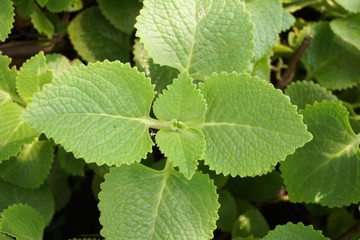 Indian borage plant in nature garden