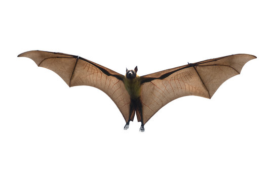 Bat flying isolated on white background ( Lyle's flying fox, Pteropus lylei) 