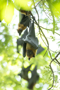 Bats hanging on the tree ( Lyle's flying fox, Pteropus lylei) 