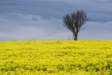 Fototapeta na wymiar Yellow fields