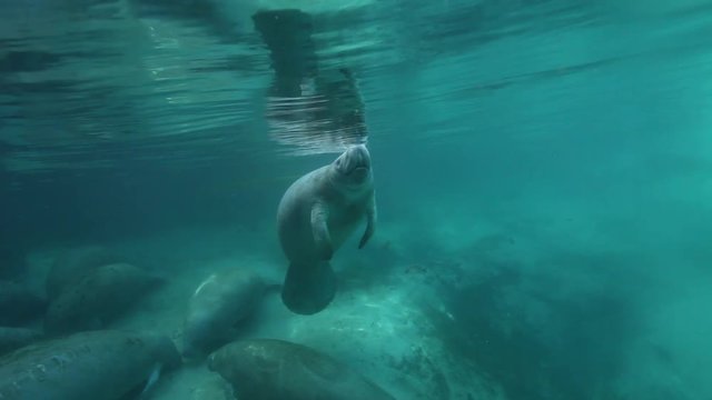 Manatee surfaces for air, Florida