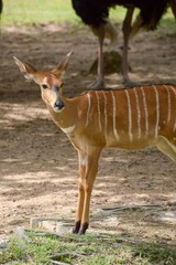 close up deer in garden