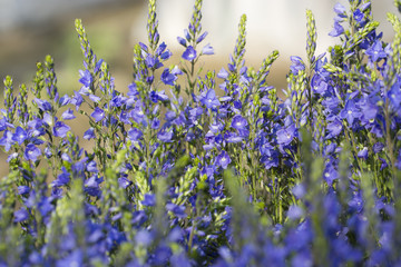 Obraz premium Blue Flower Veronica.