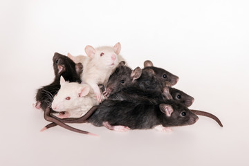 group of small rat babies